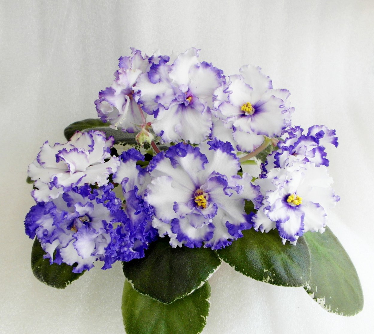 Фиалка ват Льдинка