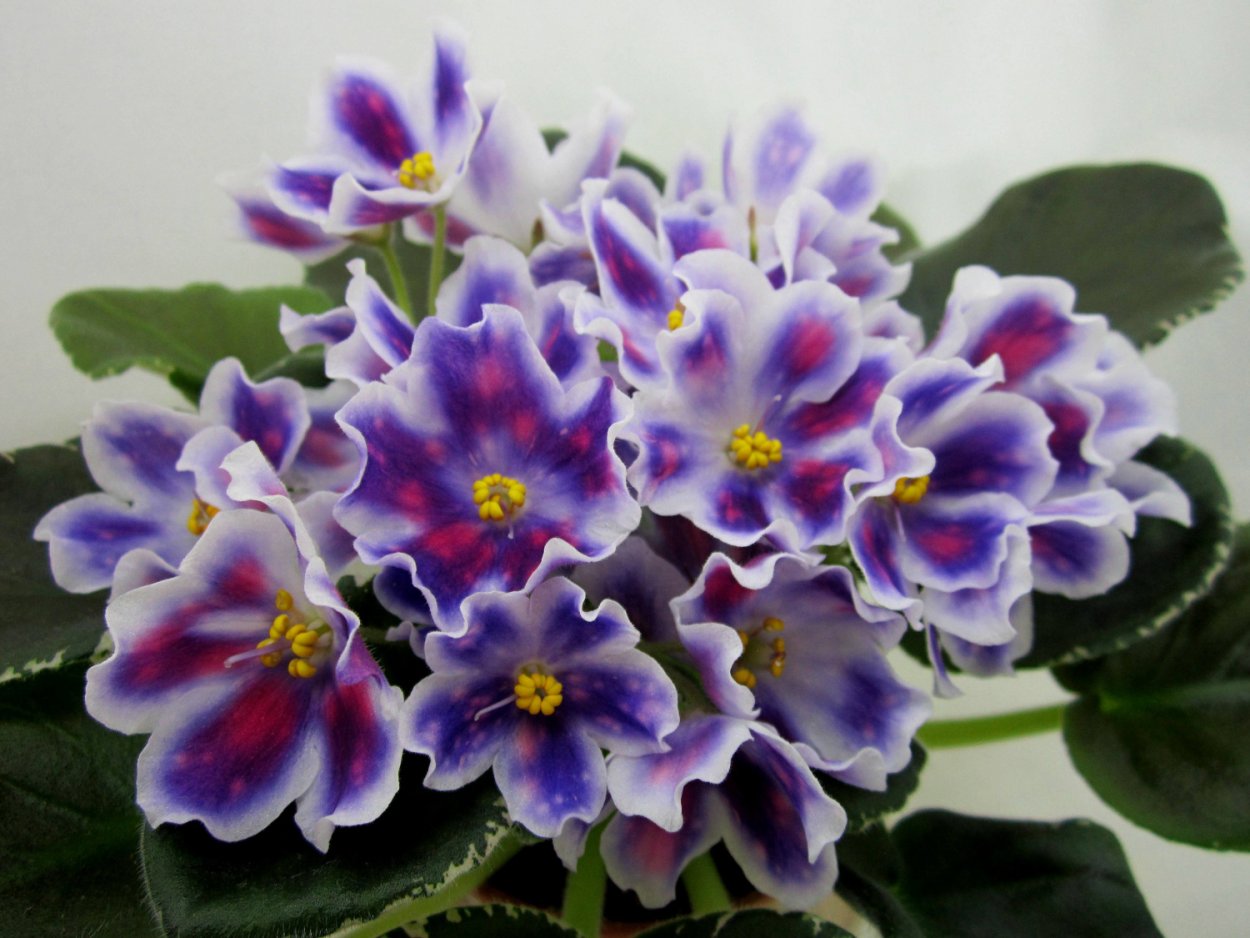 Фиалка ват Вероника