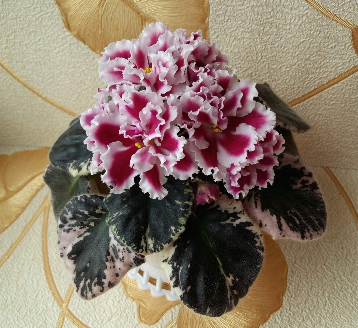 Фиалка Шах Шахрияр