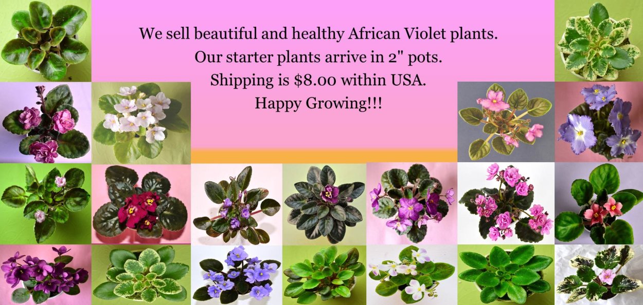 Фиалка Юкон