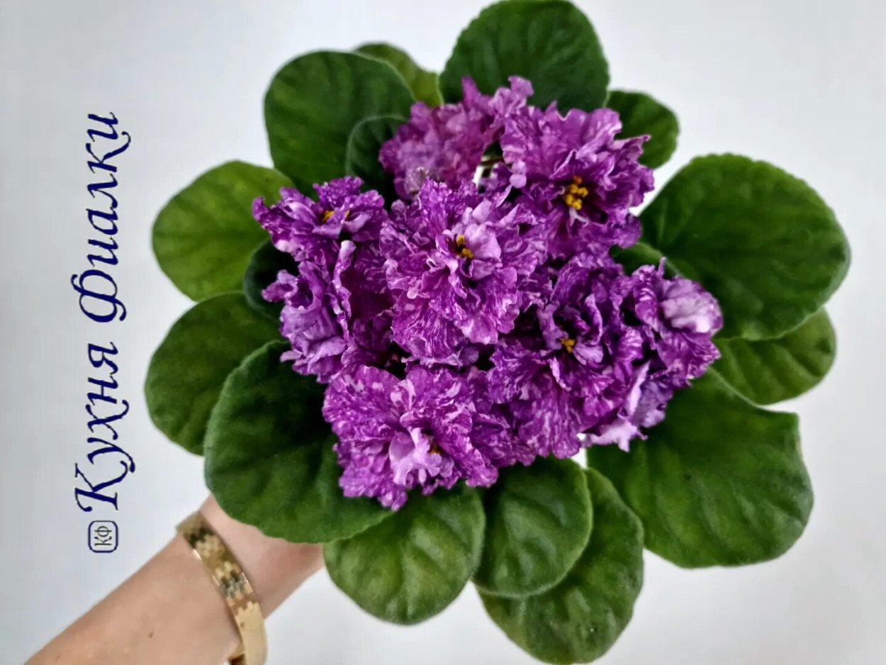 DS Люрекс фиалка фото