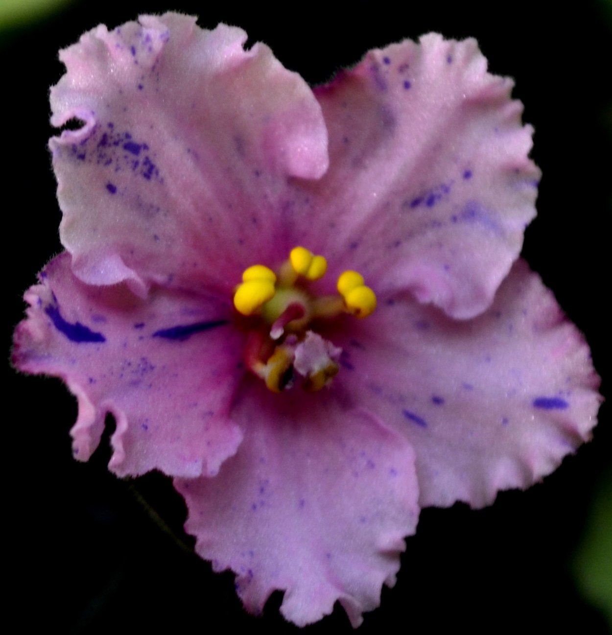 Фиалка Патрисия