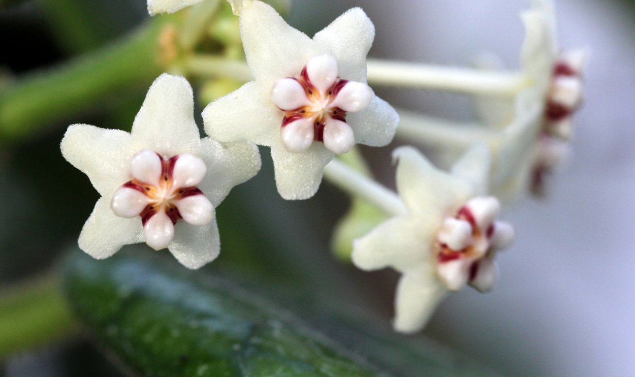 Хойя виллоза и глобулоза