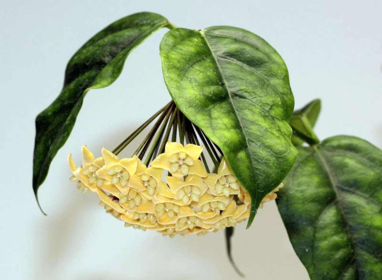 Хойя Чевиорум (Hoya chewiorum)