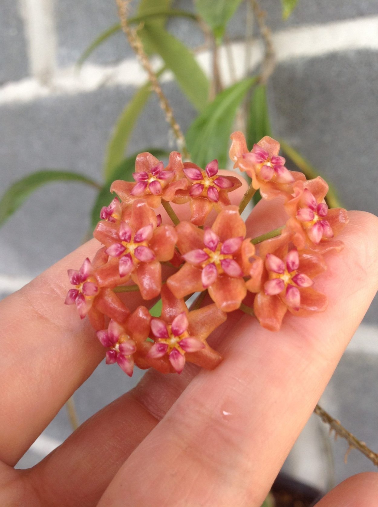 Hoya Bordenii