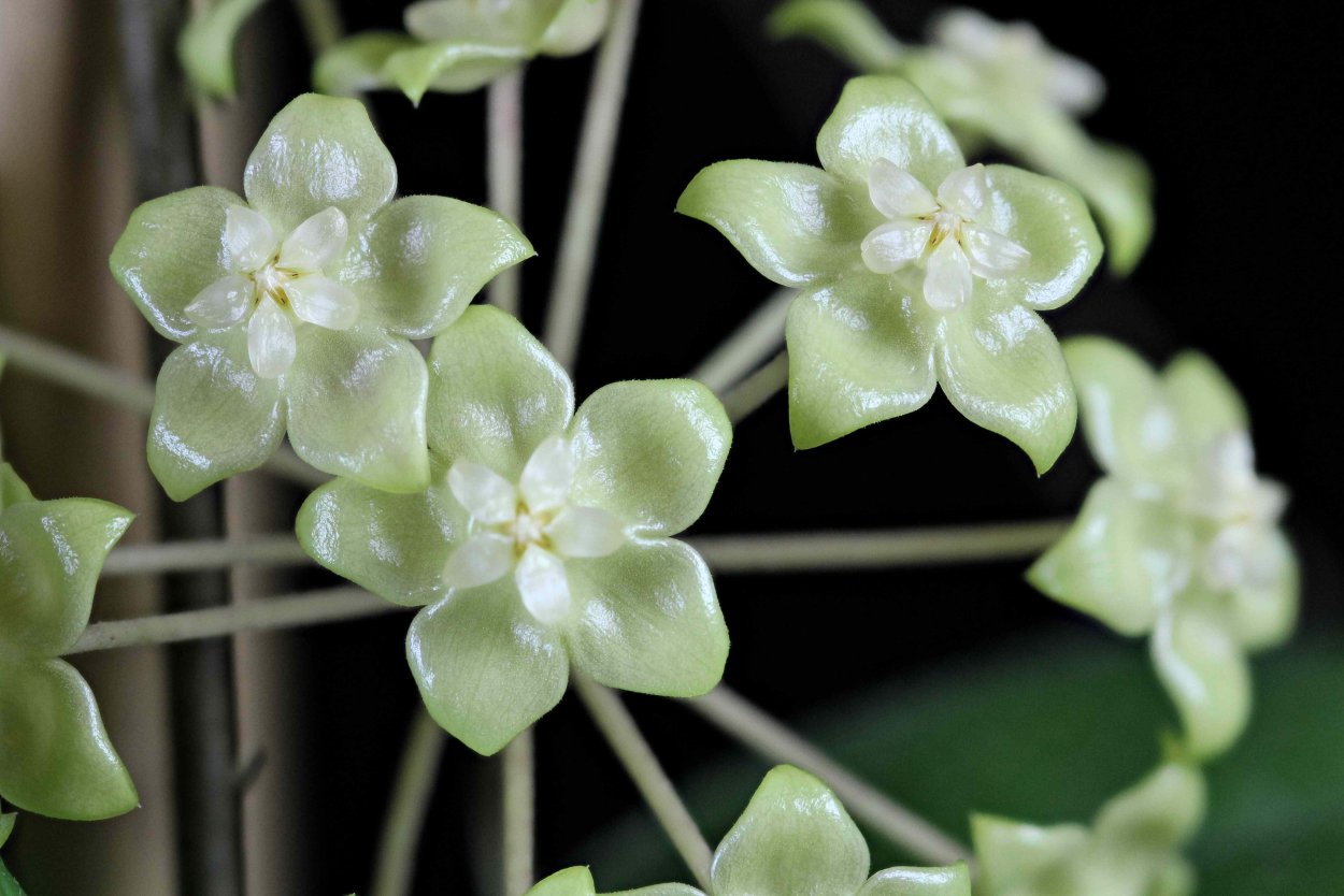 Hoya forbesii Splash