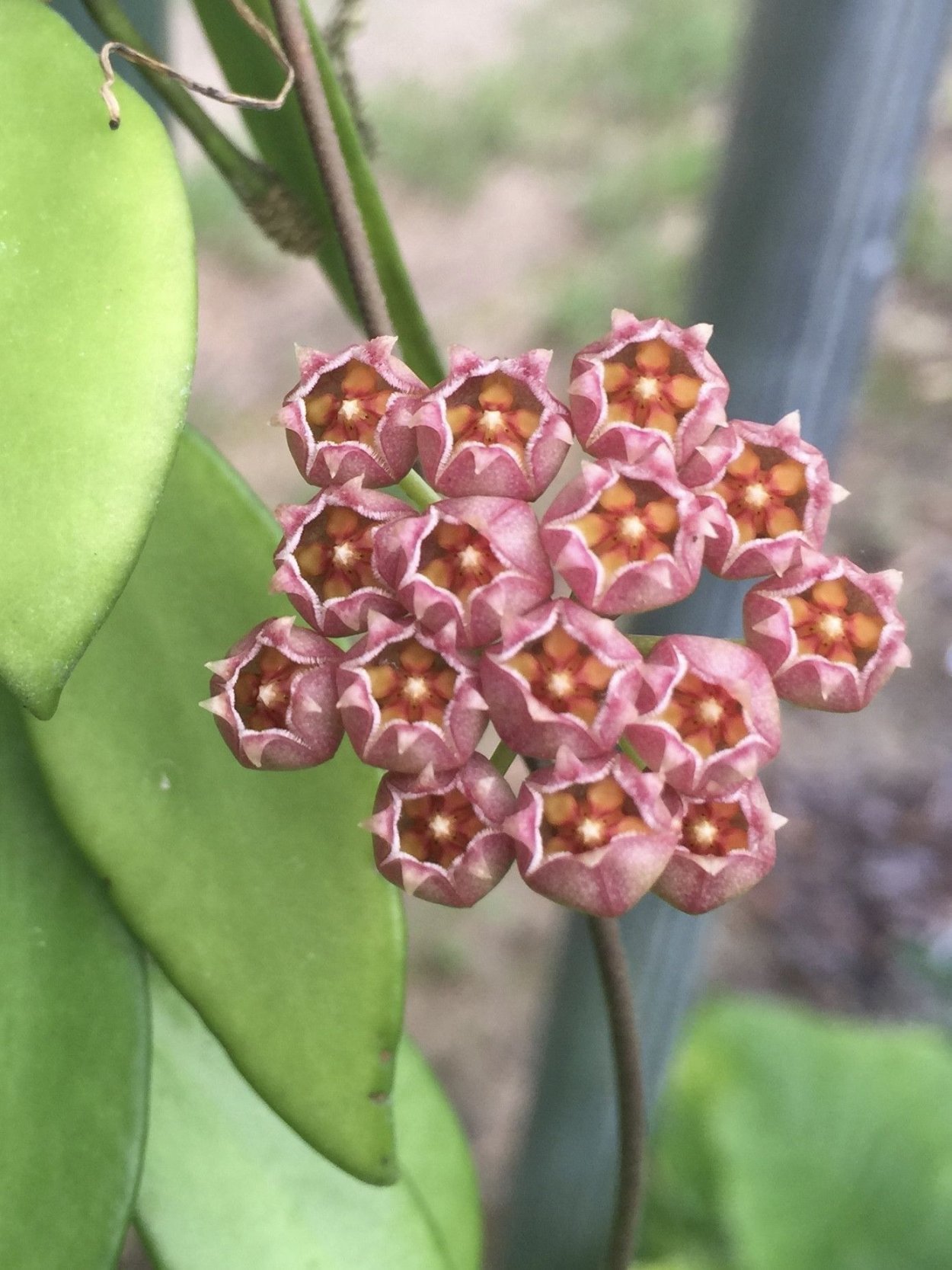 Ростелата Хойя