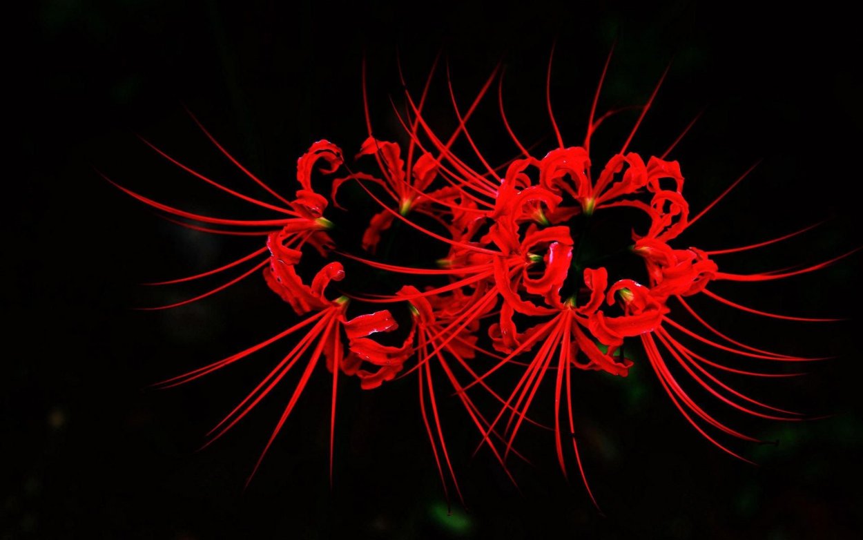 Хиганбана ликорис поле