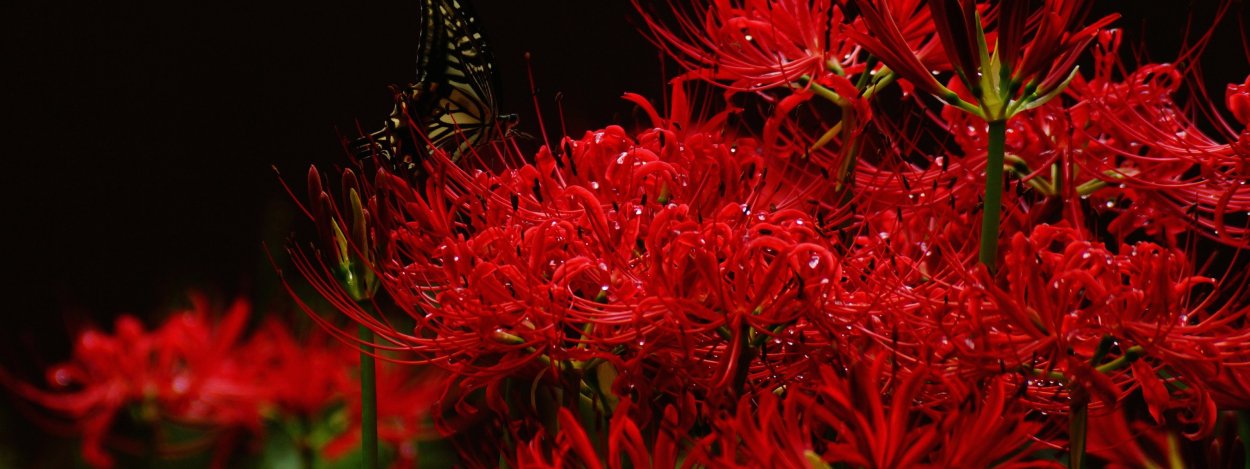 Ликорис Геншин