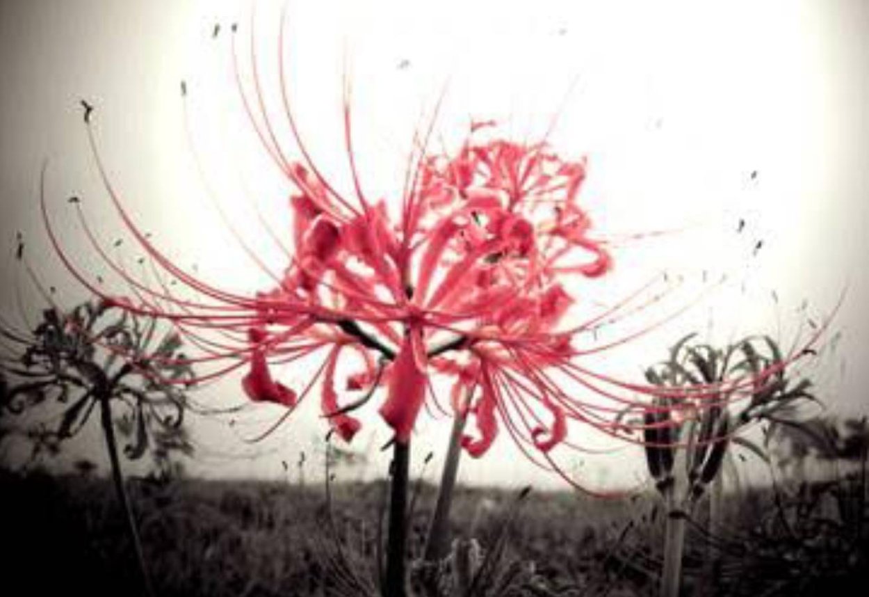 Паучья Лилия Токийский гуль