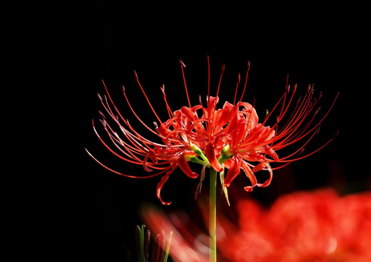 Lycoris sanguinea