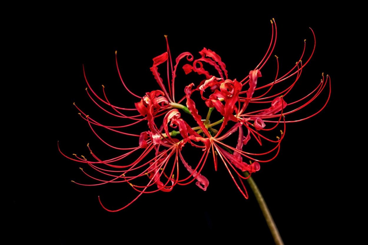 Ликорис Шисуи