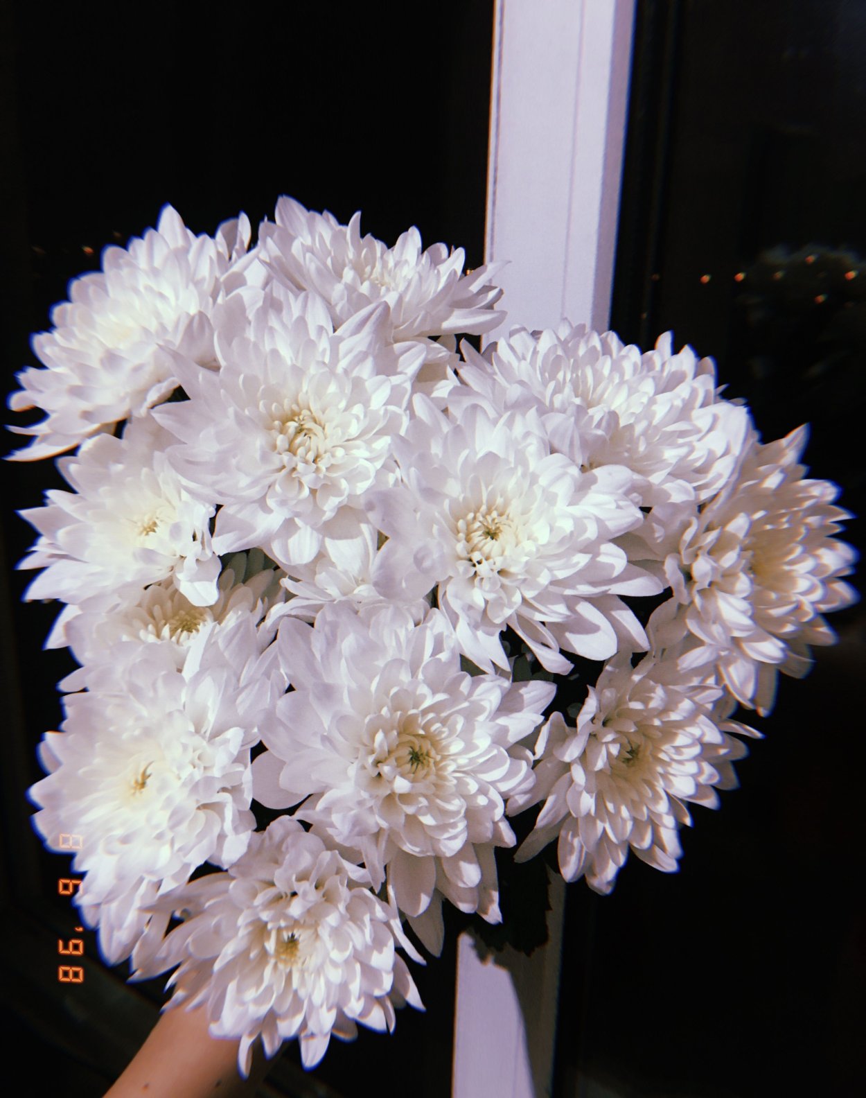 Хризантема оптимист фото