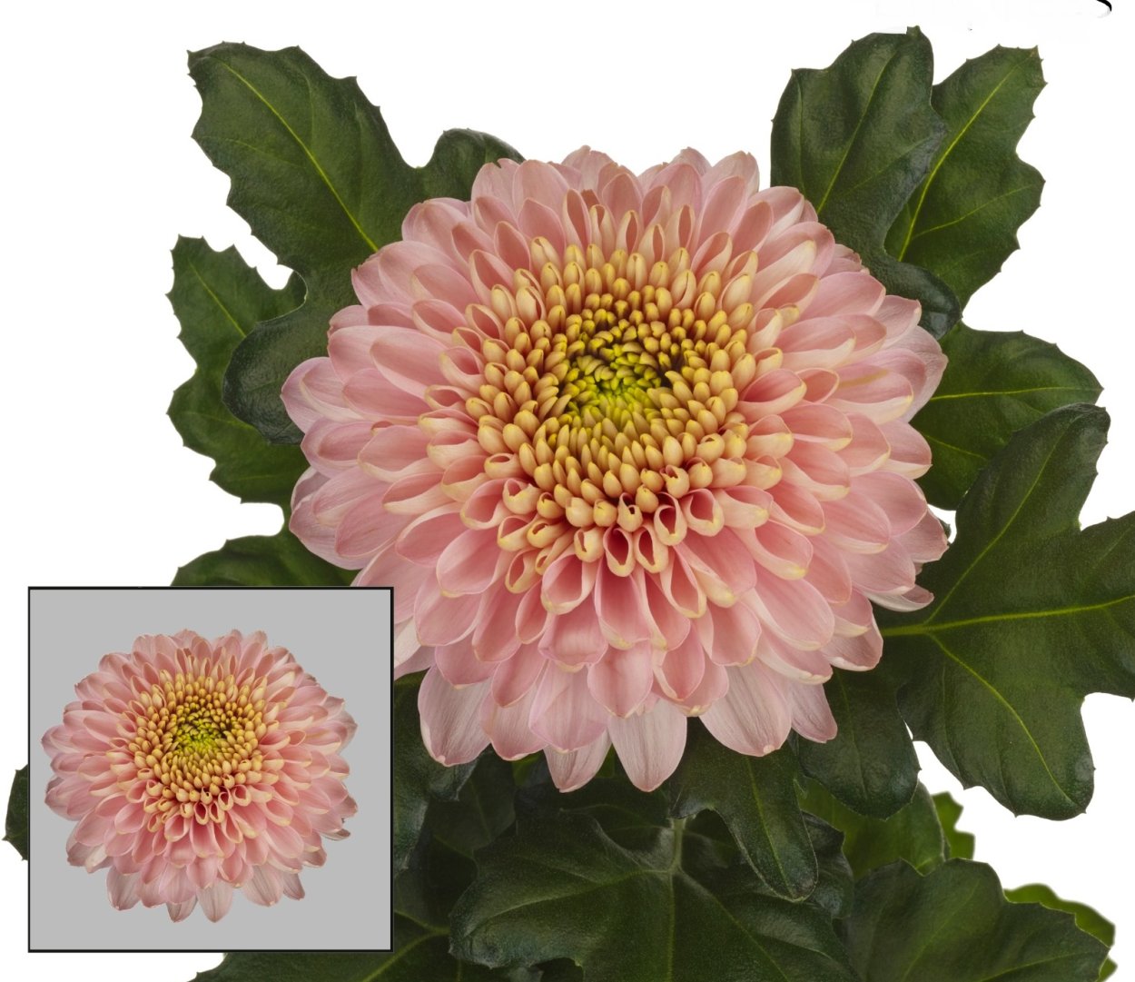 Хризантема Импресс