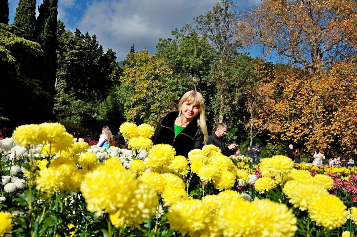 Осенние хризантемы в саду