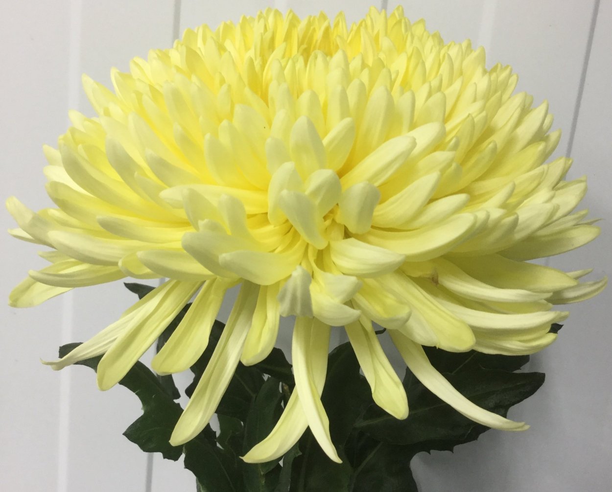 Хризантема Леонов одноголовая