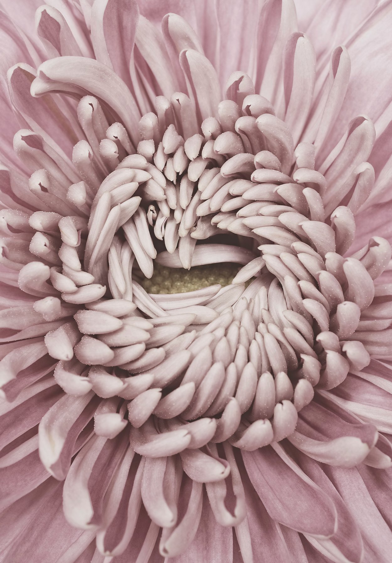 Хризантема Густав