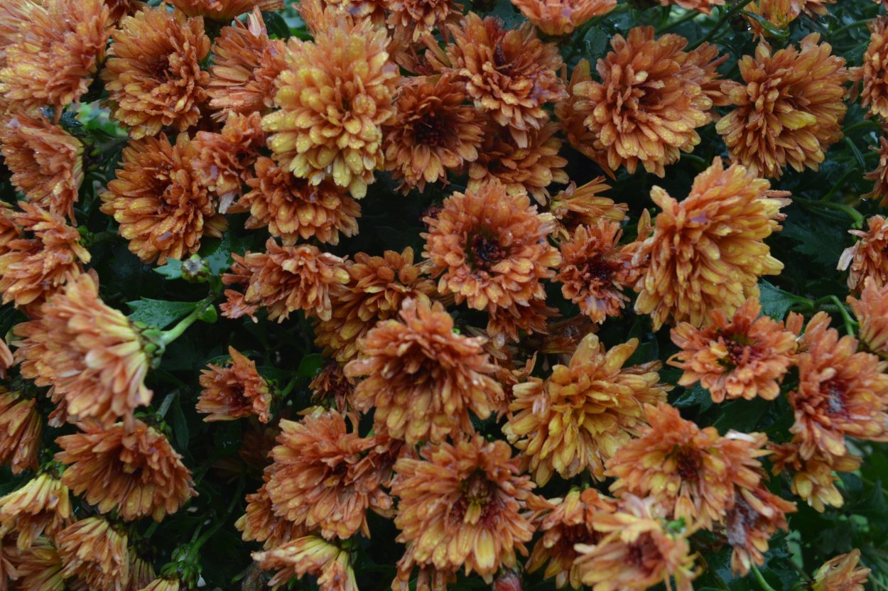 Хризантема Рейнбоу Сансет горшечная