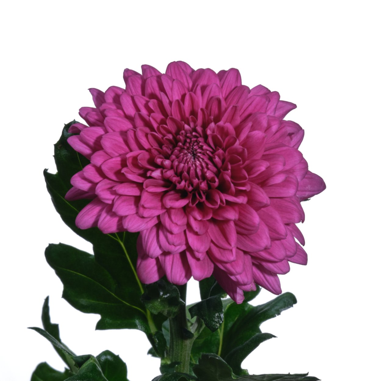 Хризантема Lamira