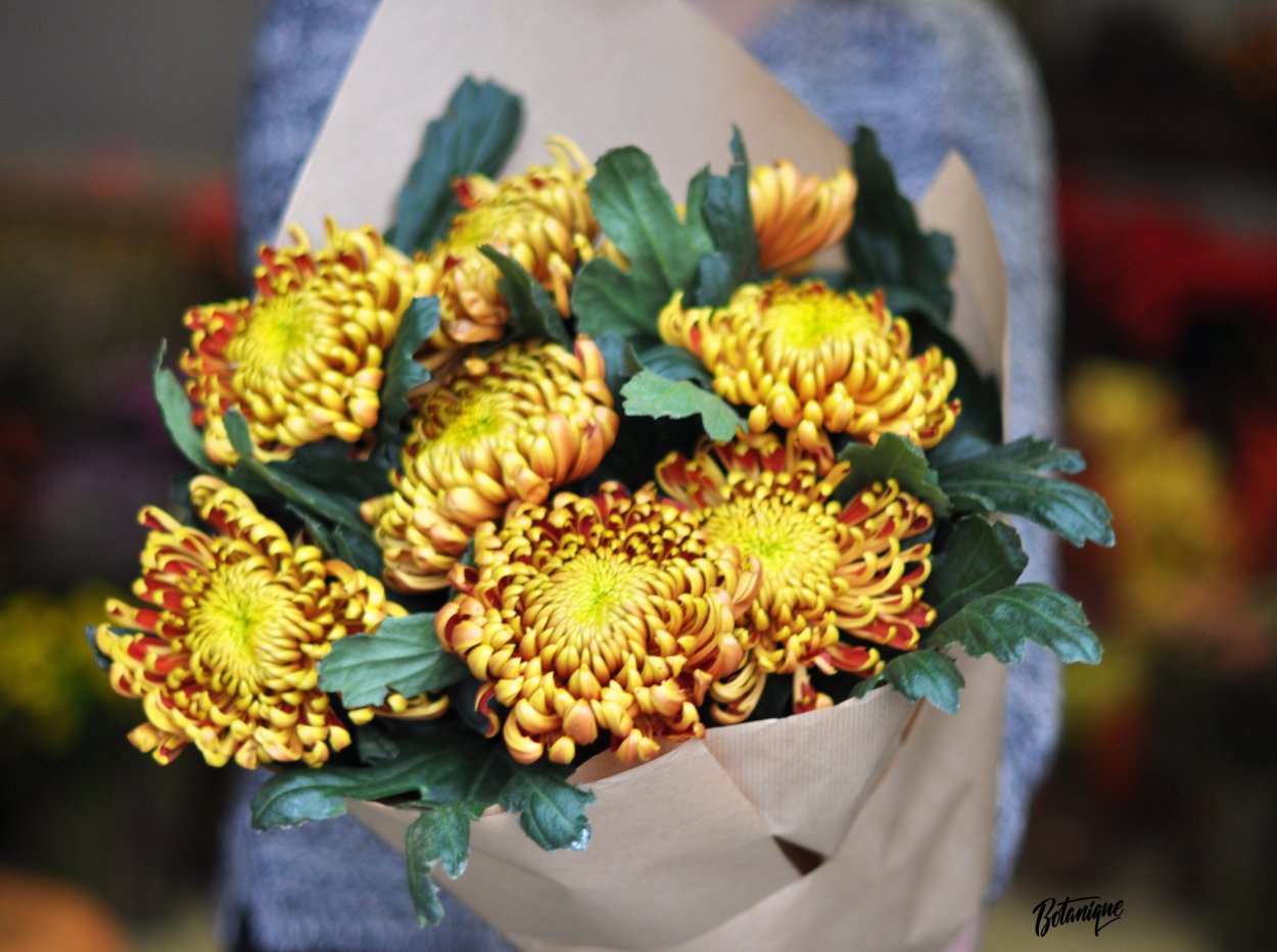 Хризантема одноголовая Фуэго