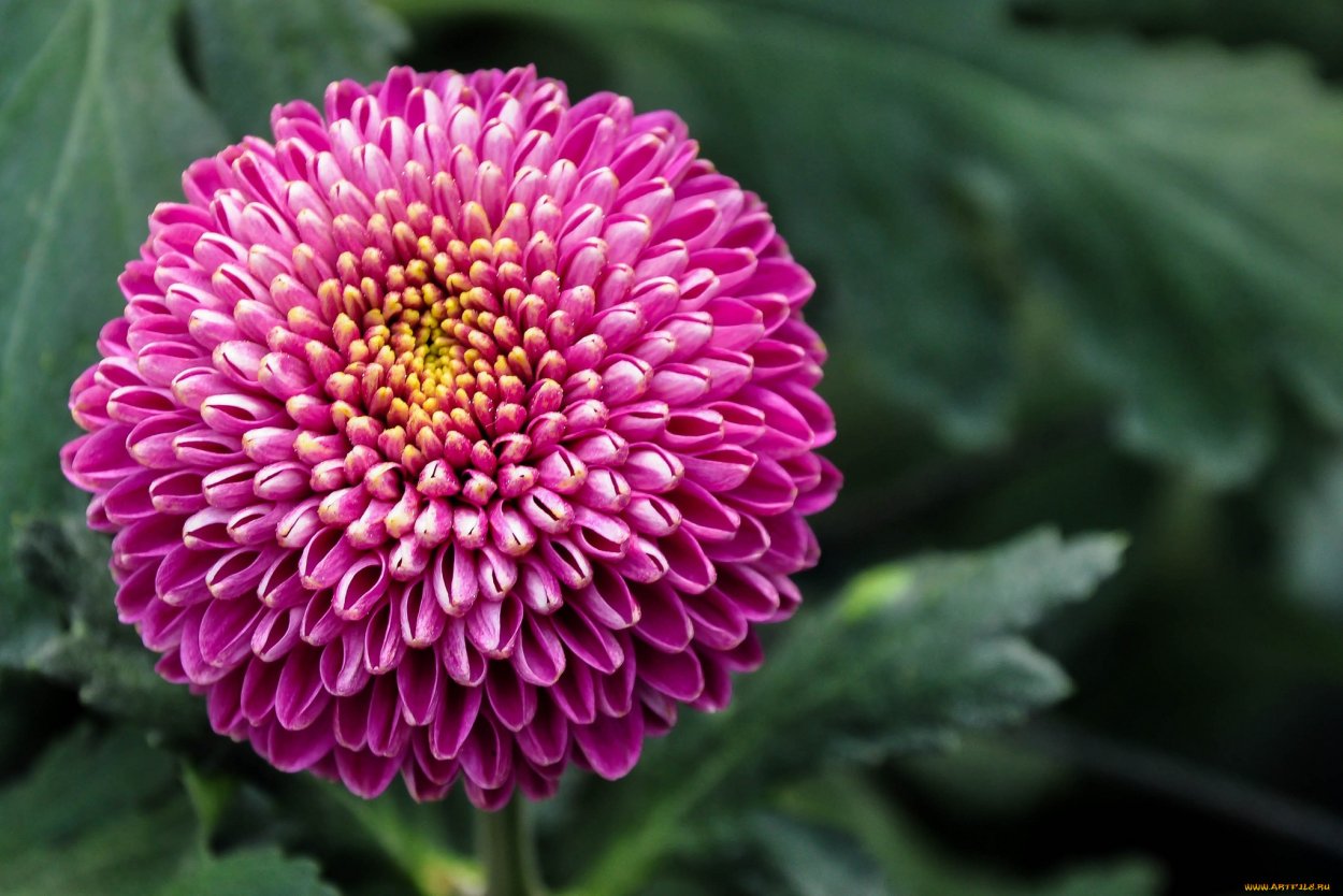 Хризантемы малина