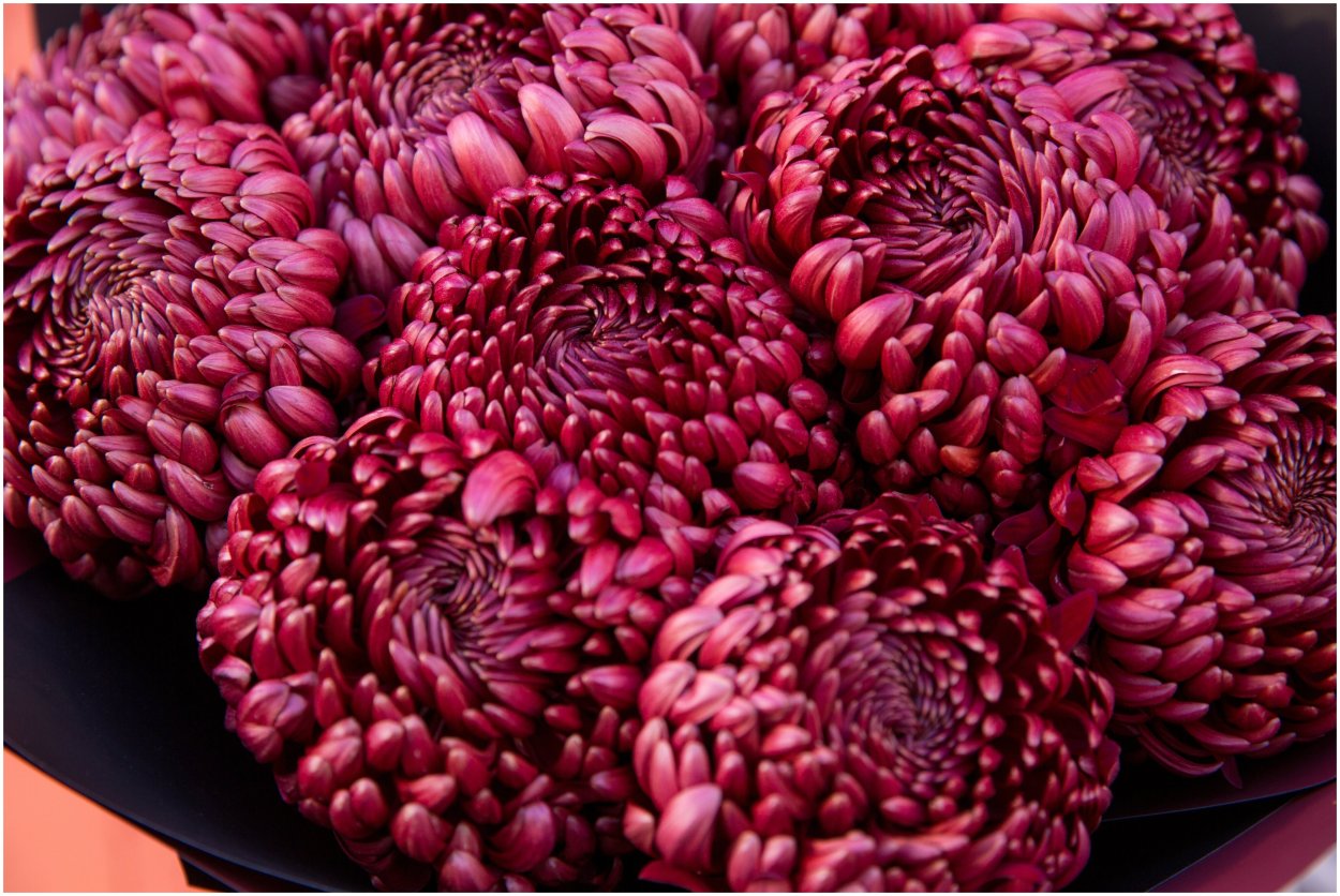 Хризантема Bigoudi Purple