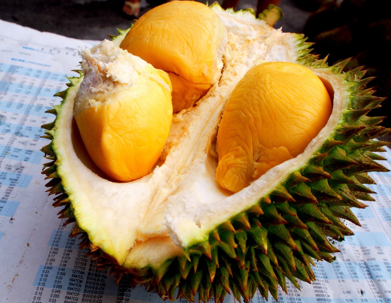 Сукун дуриан сорт дуриана