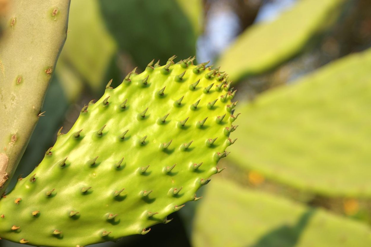 Зеленый фрукт с колючками