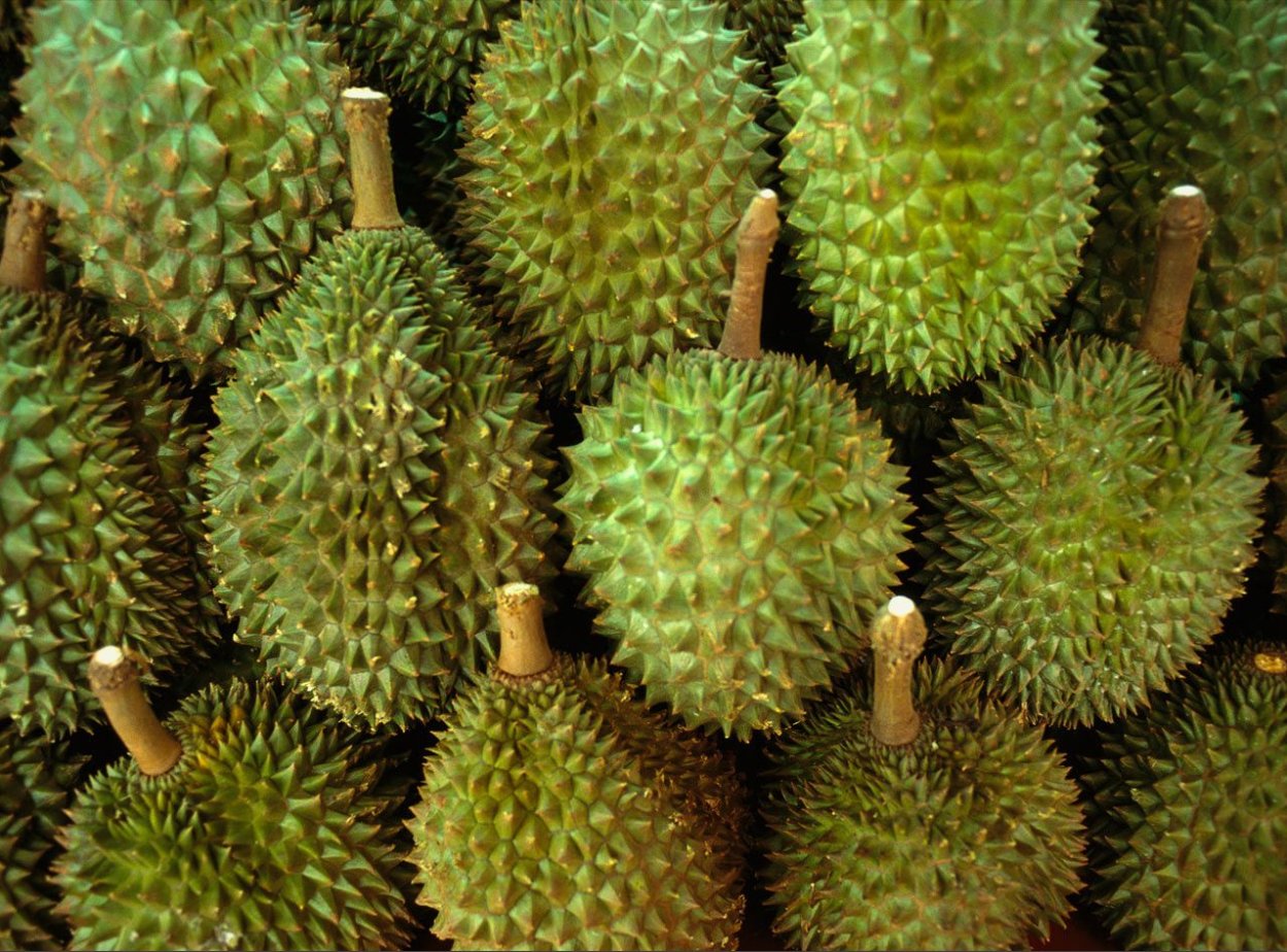 Маленький дуриан