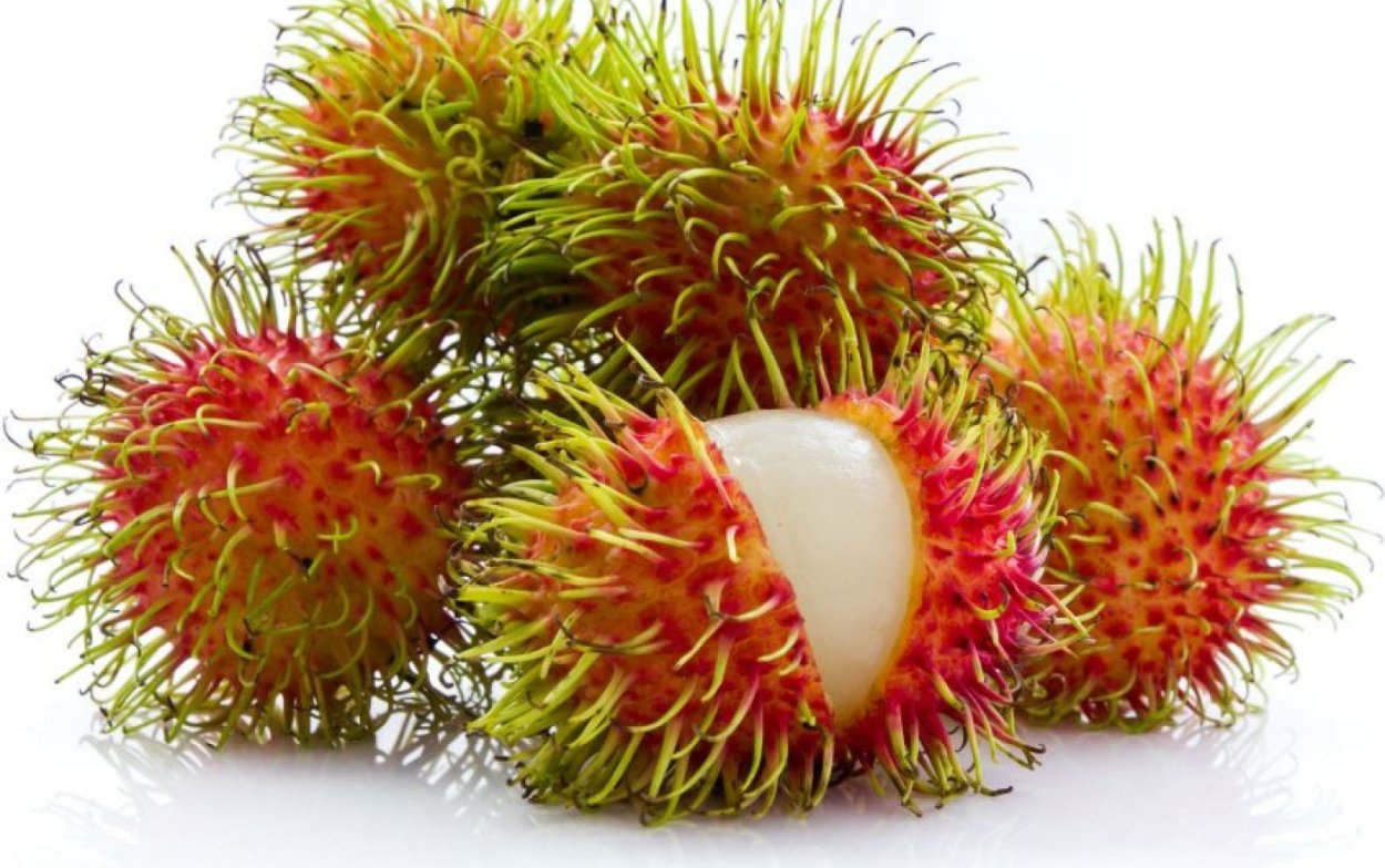 Парацелла обыкновенная плоды