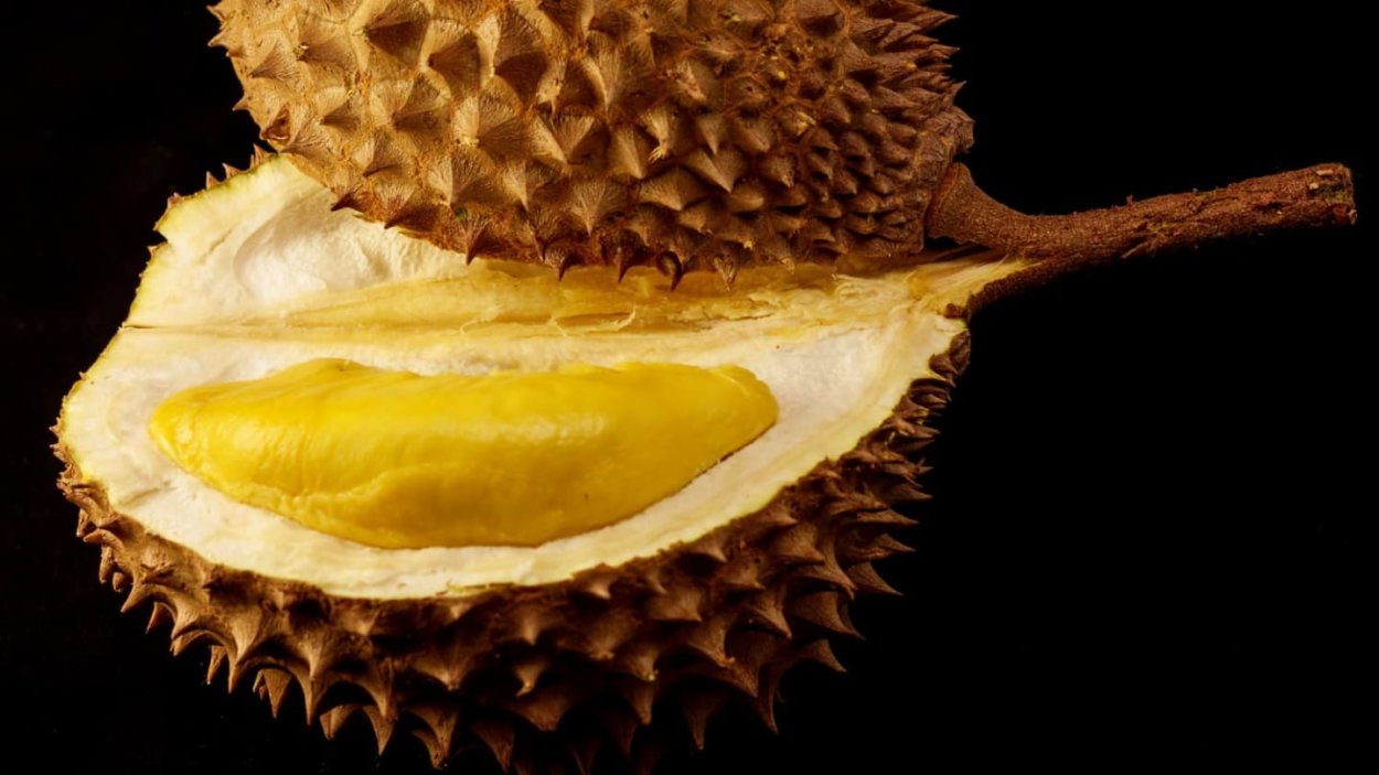 Цейлонский дуриан