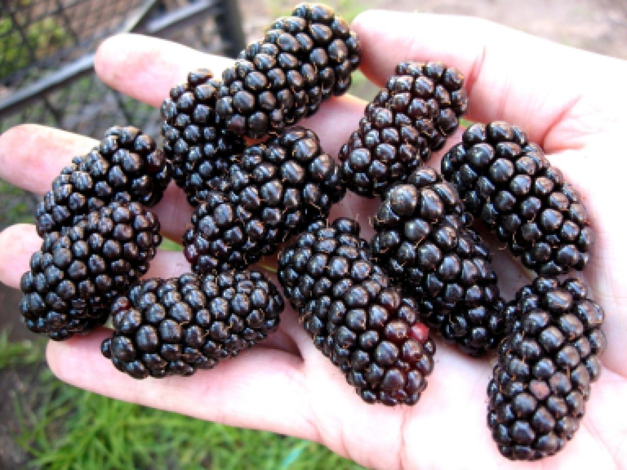 Ежевика Карака Блэк