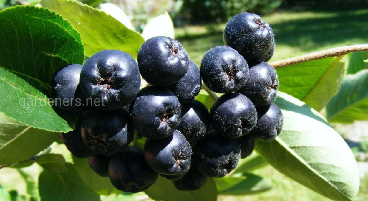 Черноплодка арония