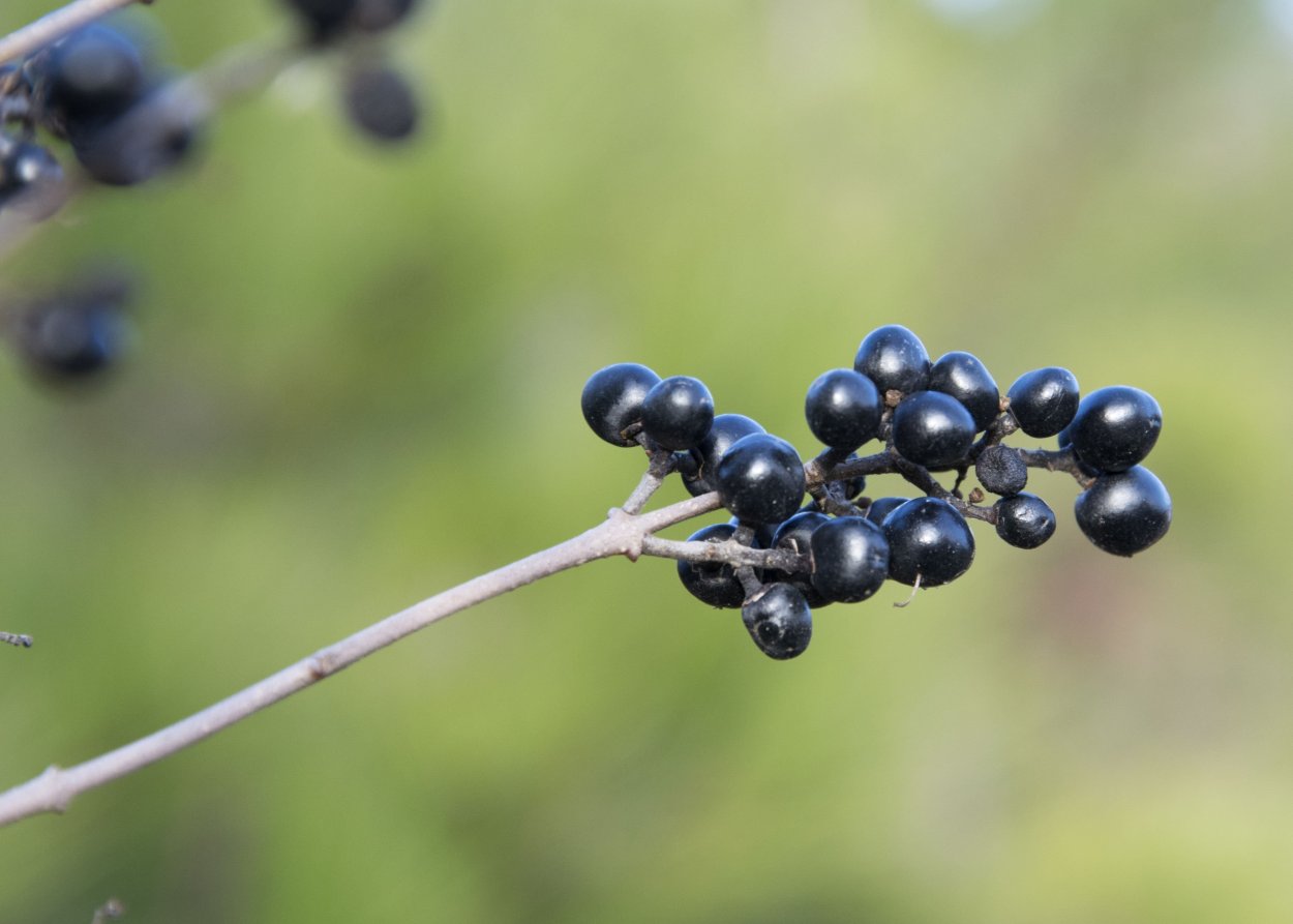 Ягода на черном море