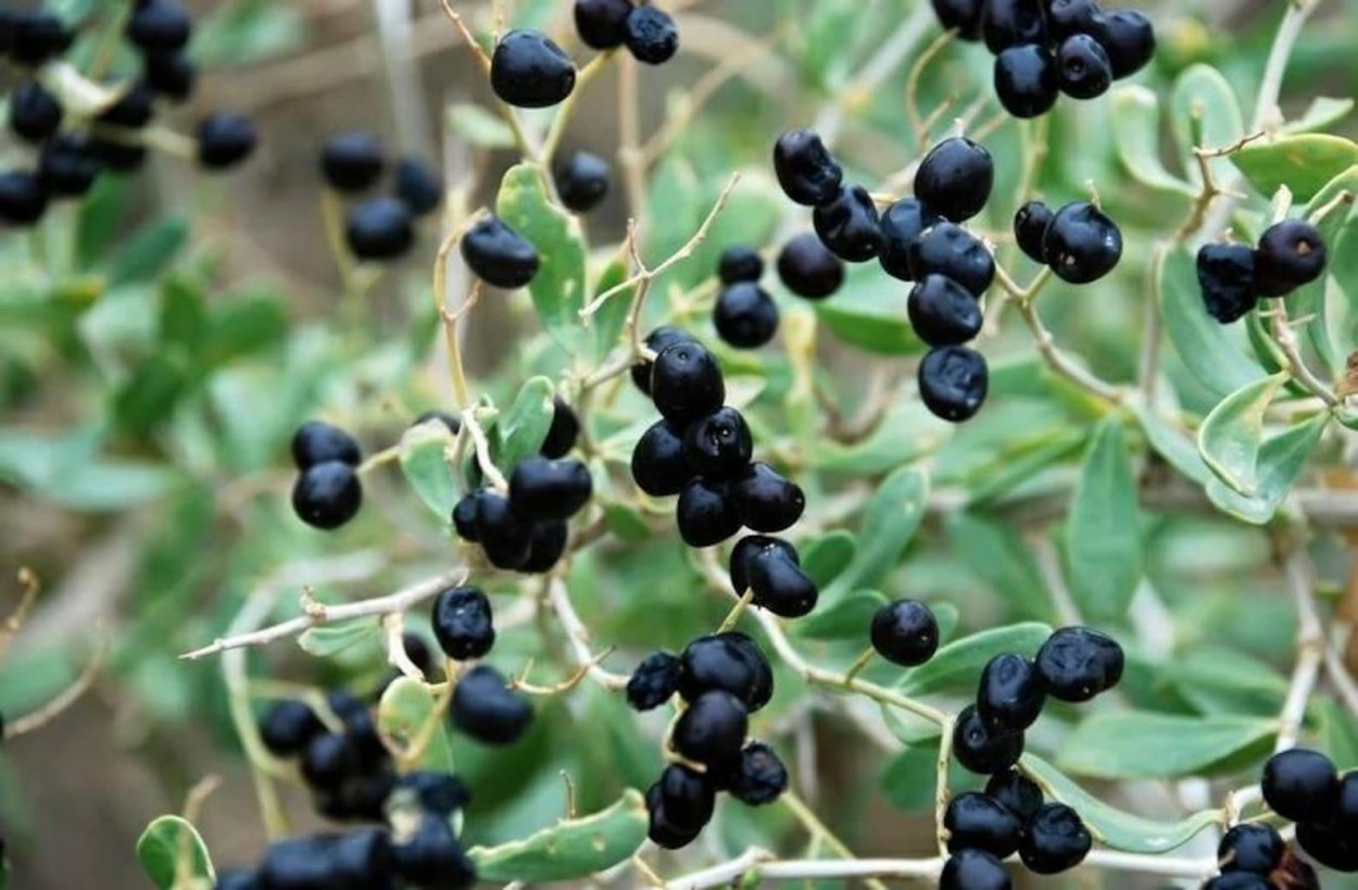 Черная Дереза обыкновенная