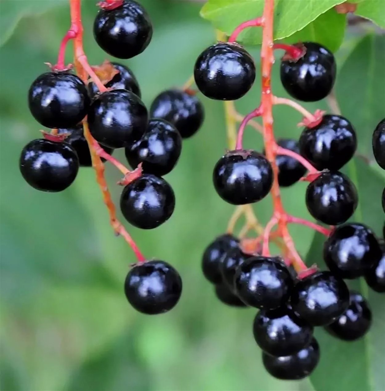 Черёмуха обыкновенная ягоды