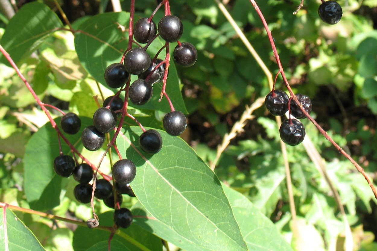 Черемуха черная ягоды