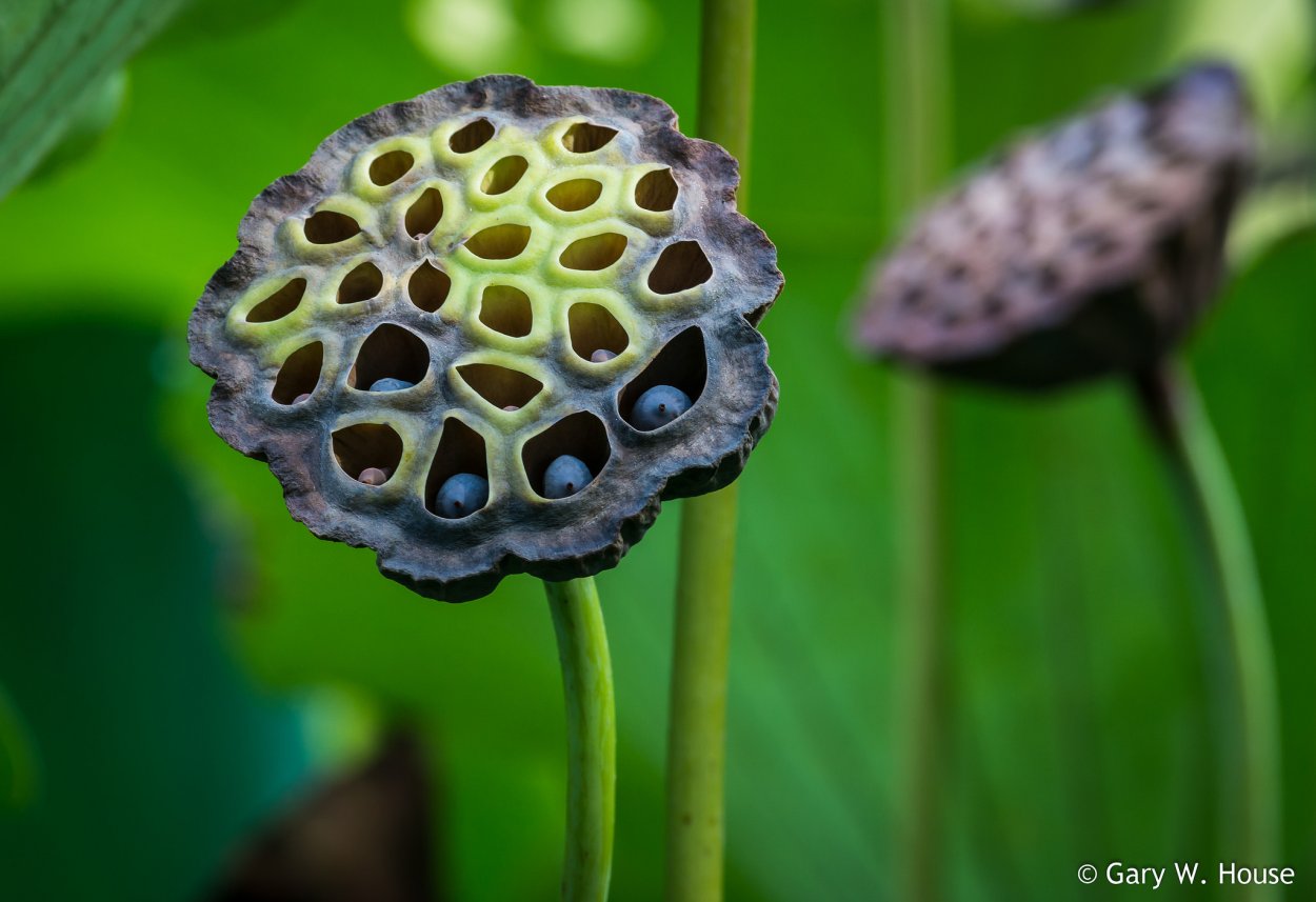 Зелёная коробочка лотоса