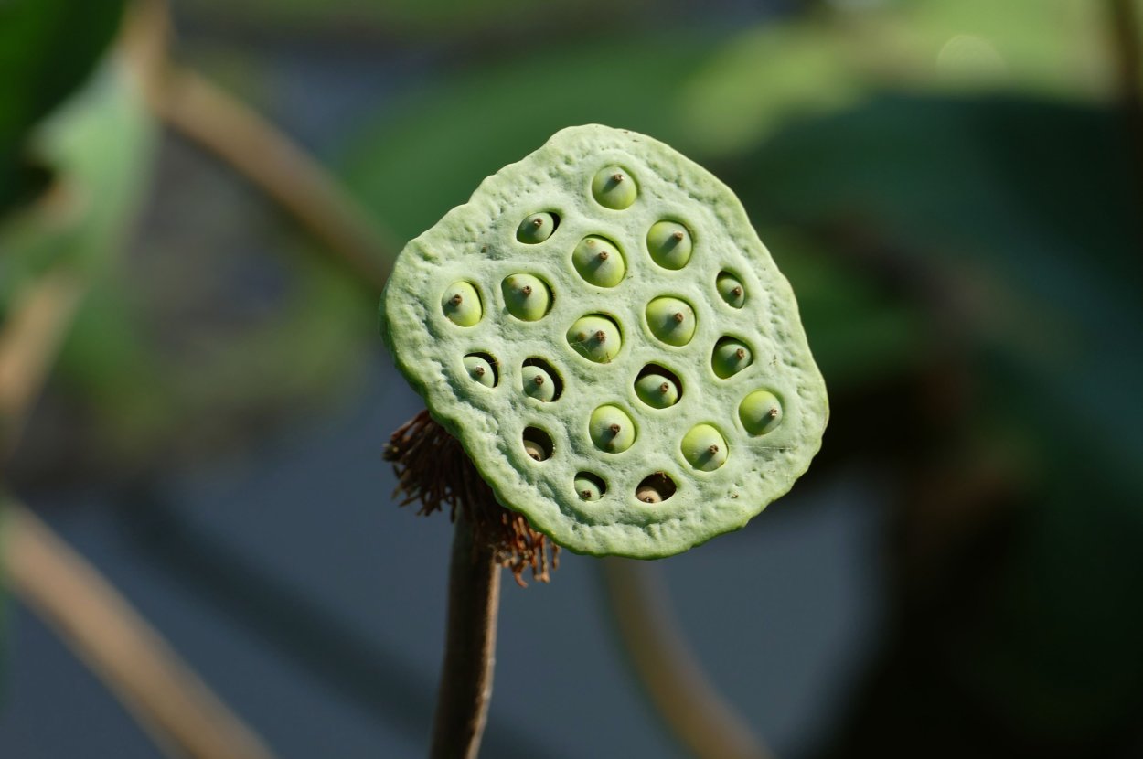 Ягода лотоса