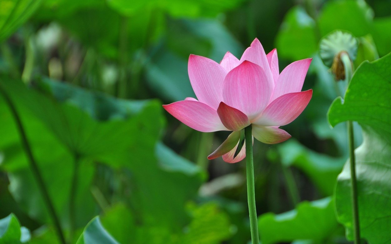 Лотос орехоносный сапфир