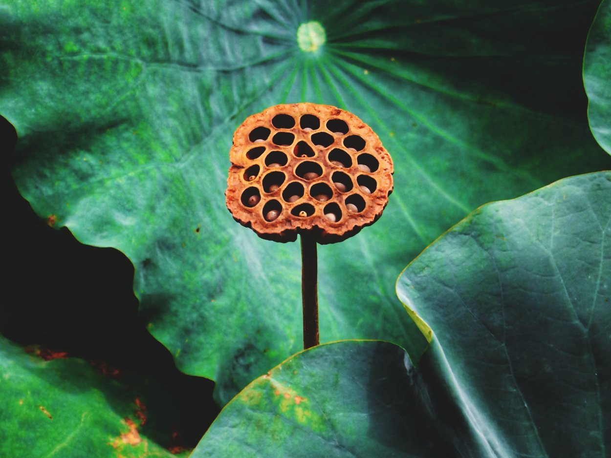 Лотос орехоносный коробочка