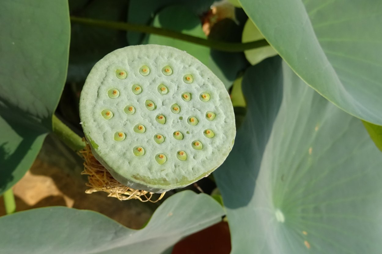 Nelumbo nucifera плод