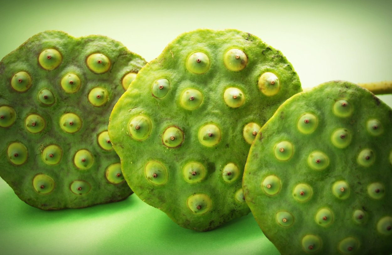 Овощ светло зеленого цвета с семенами