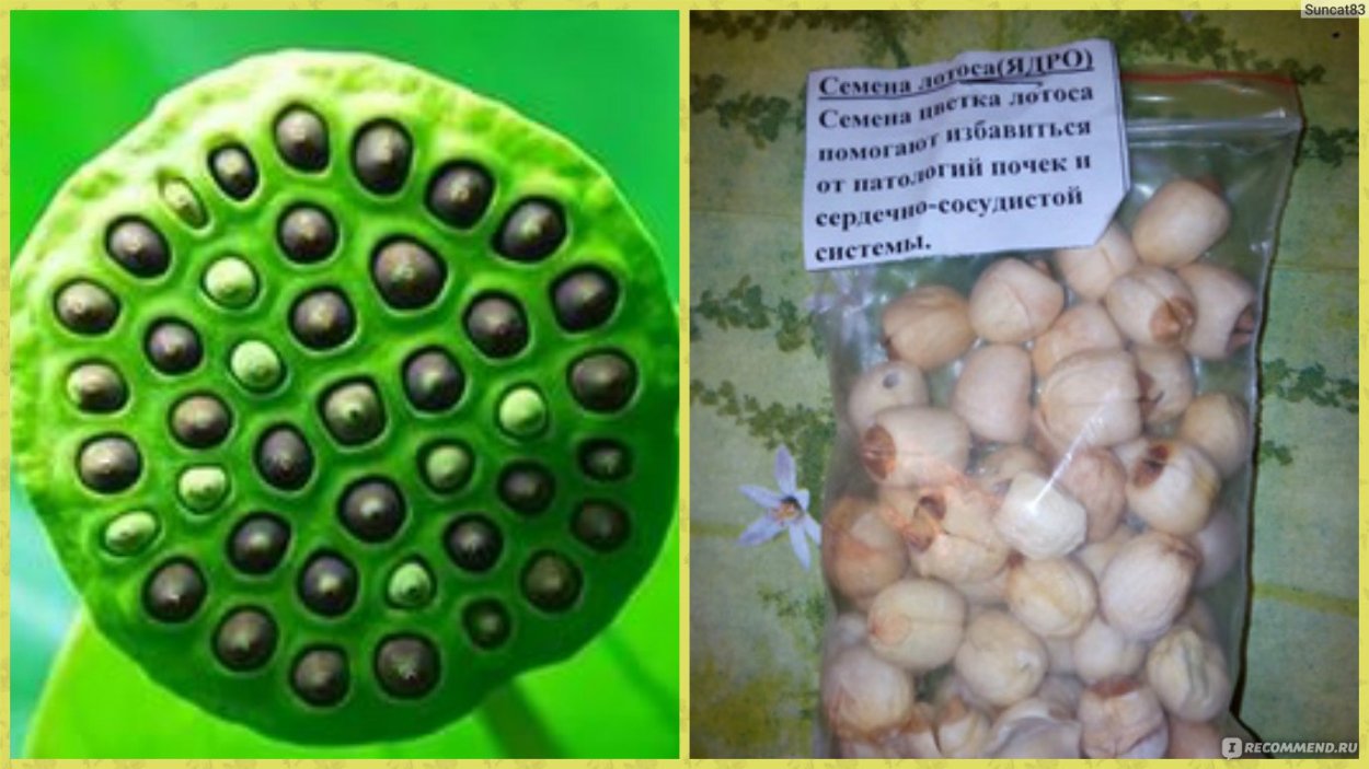 Семена лотоса съедобные