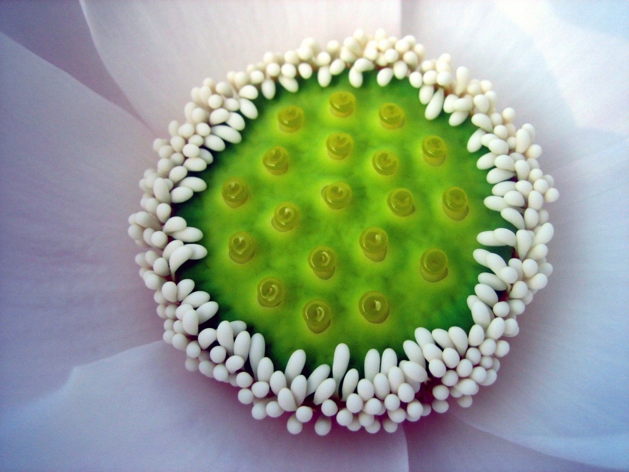 Кувшинка лотоса семена