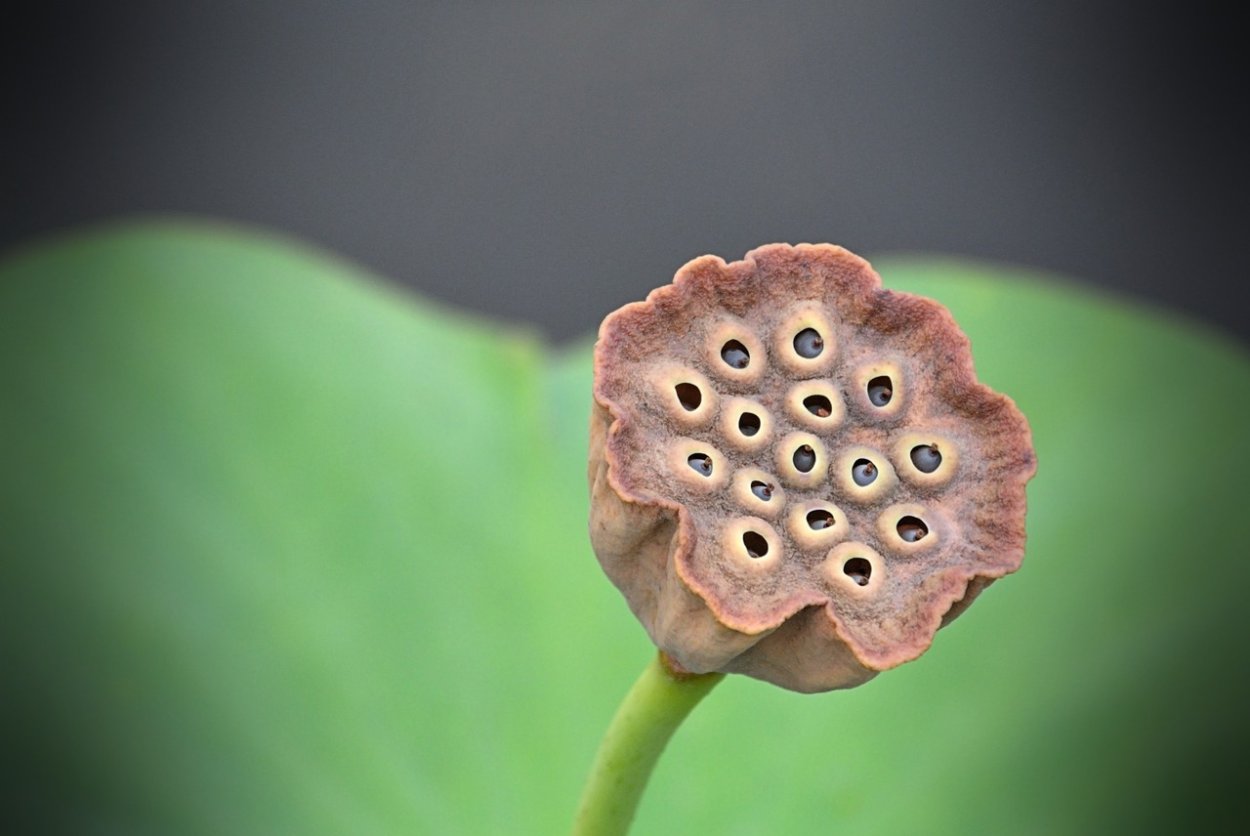 Многоорешек лотоса орехоносного в букетах
