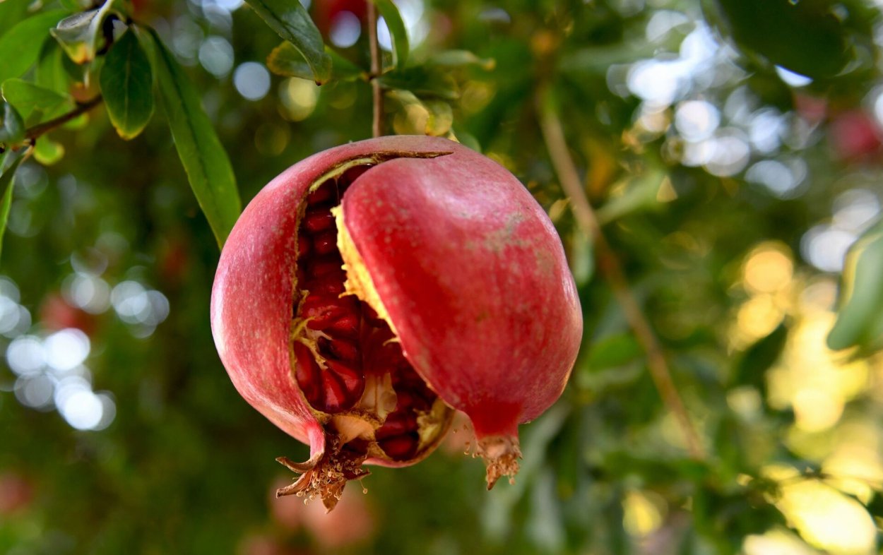 Гранат на ветке