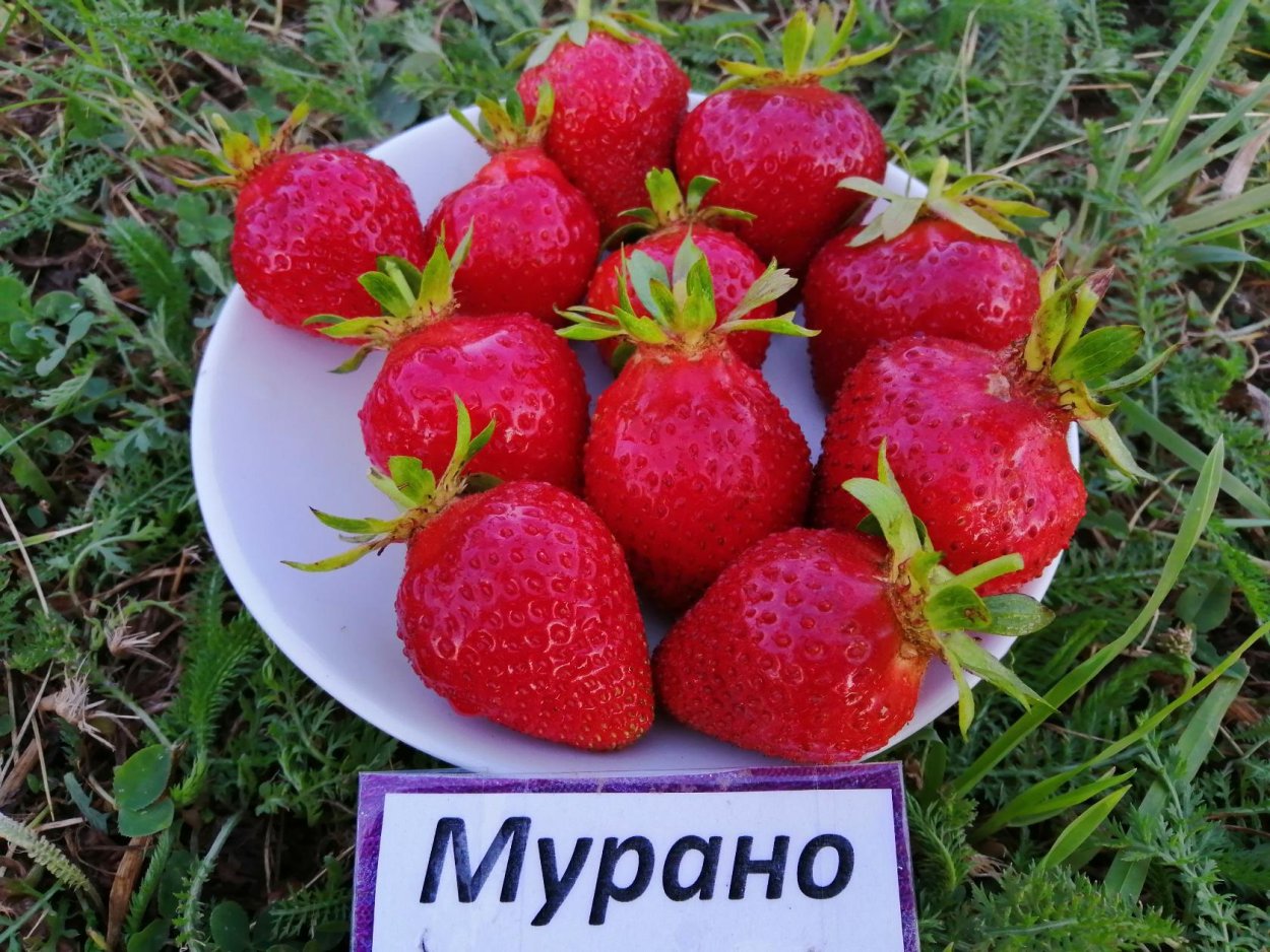 Рассада клубники Мурано