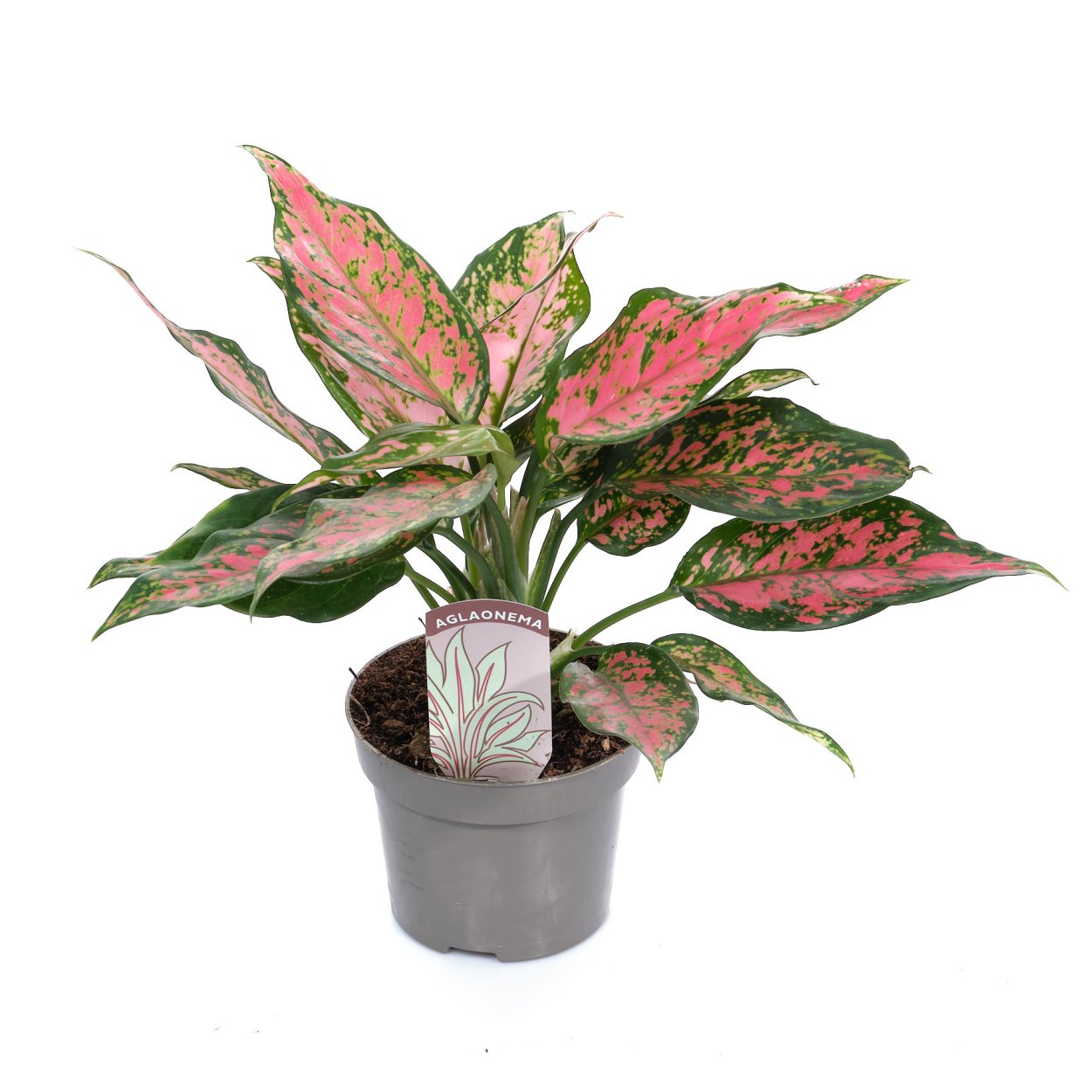 Аглаонема КАТАТО