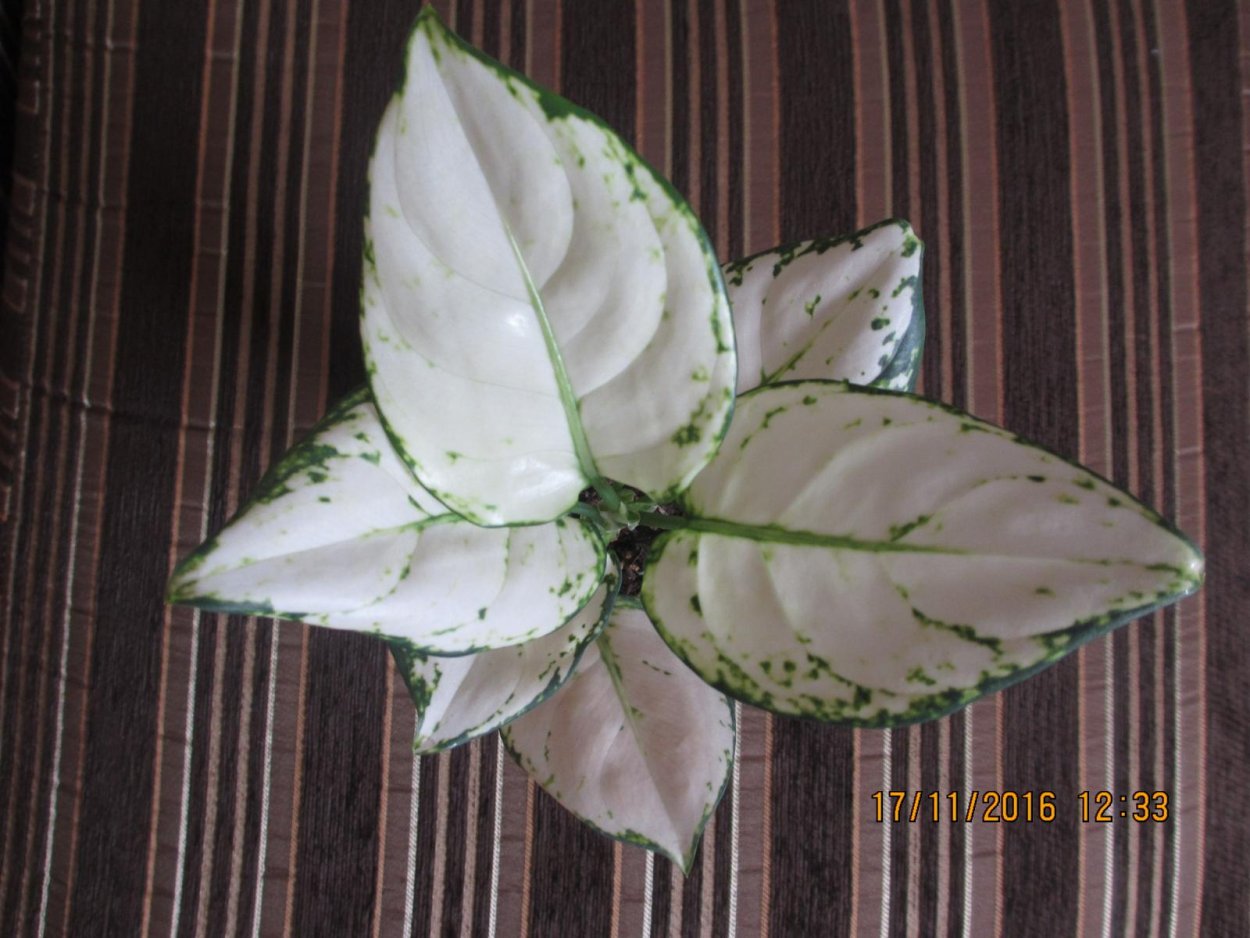 Аглаонема супер Вайт (super White)